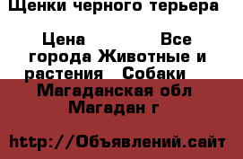 Щенки черного терьера › Цена ­ 35 000 - Все города Животные и растения » Собаки   . Магаданская обл.,Магадан г.